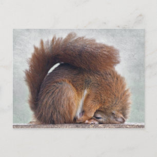 Yoga Squirrel-vykort Vykort