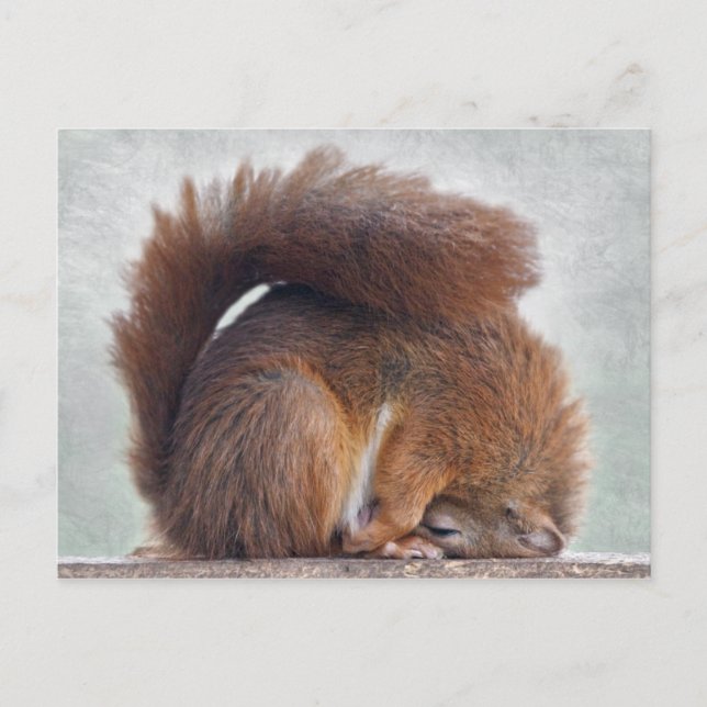 Yoga Squirrel-vykort Vykort (Framsida)