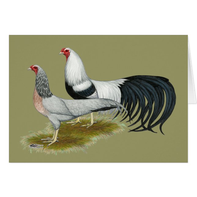 Yokohama: Silver Duckwing Pair Hälsningskort (Framsidan Horizontal)