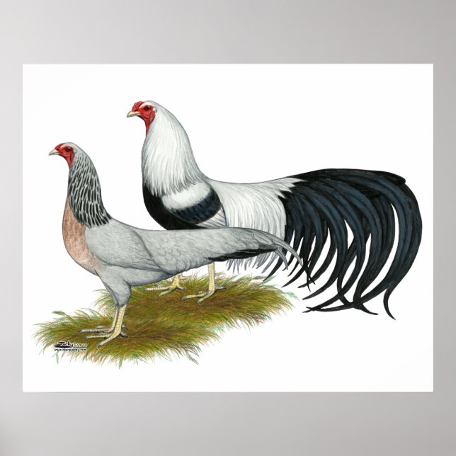 Yokohama: Silver Duckwing Pair Poster (Framsidan)