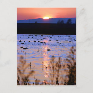 Yolo Wildlife Area Vykort