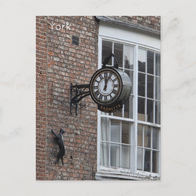 York Cat Vykort (Framsida)