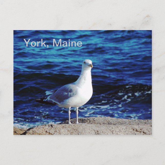 York, Maine Postcard Vykort (Framsida)