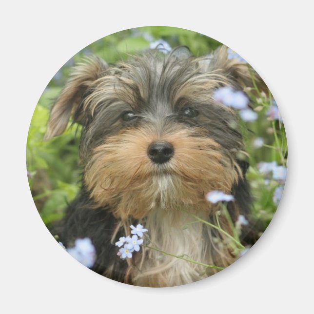 York Terrier Magnet (Framsidan)