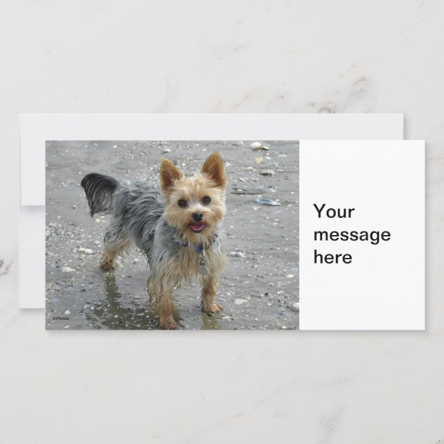 Yorkie (Framsida)