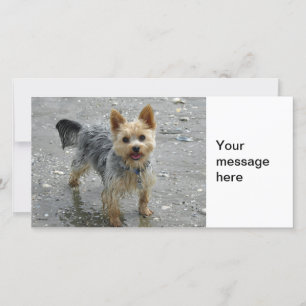 Yorkie