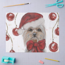 Yorkie
