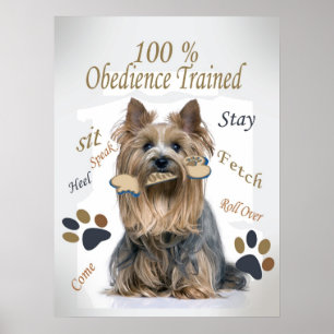 Yorkie 100% Obedience utbildad affisch