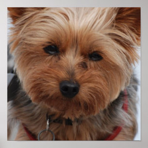 Yorkie affisch