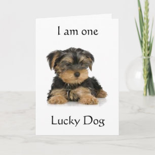 "YORKIE ÄR EN LUCKY HUND", BIRTHDAG ÖNSKEMÅL KORT
