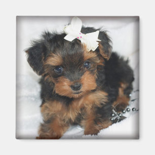 Yorkie-Bajset kvadrerar magneten Magnet