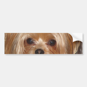 Yorkie bildekal
