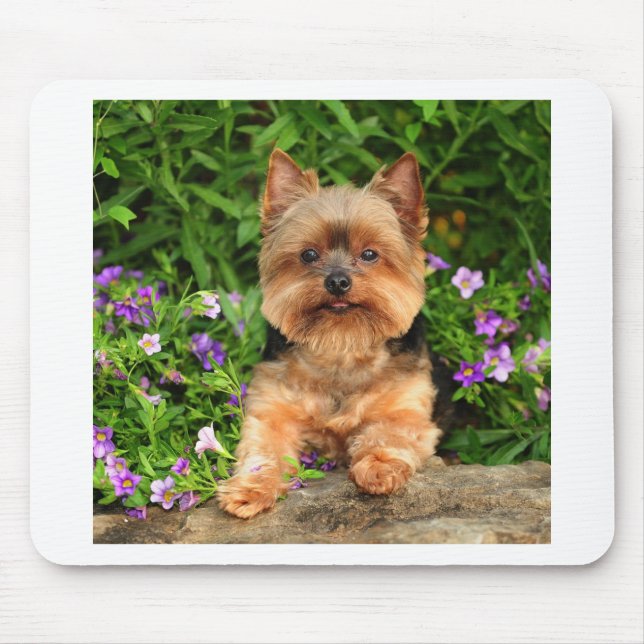 Yorkie blommor musmatta (Framsidan)