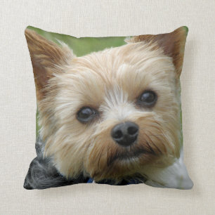 Yorkie dämpar kudde