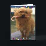 Yorkie Dog Candy Cane Christmas Card Kort<br><div class="desc">Beautiful little Yorkie Holding A candy cane Saying "licks and Kisses,  Have a PAWsome Christmas</div>
