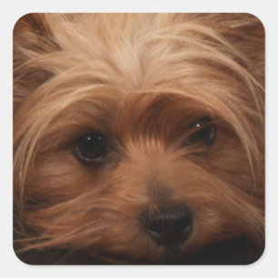 Yorkie eller Din Hund Bild Fyrkantigt Klistermärke