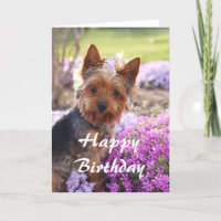Yorkie Grattis på födelsedagen