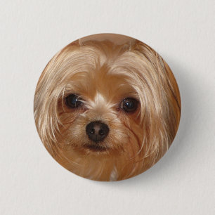 Yorkie grund knapp