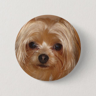 Yorkie grund knapp
