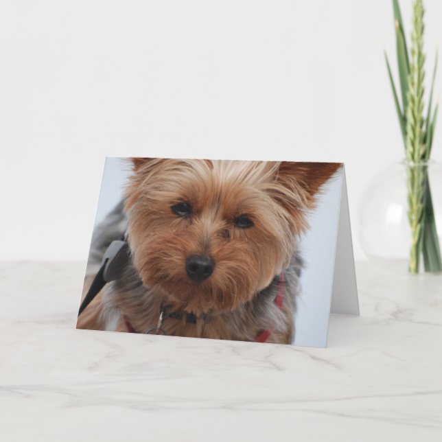 Yorkie hälsningkort kort (Framsida)