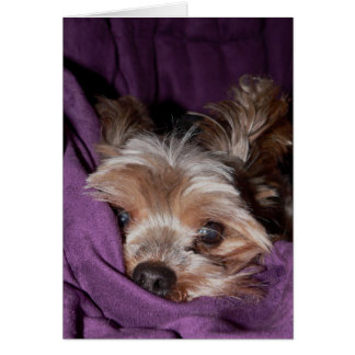 Yorkie Hälsningskort