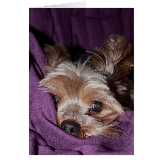 Yorkie Hälsningskort (Framsidan)