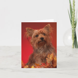 Yorkie Happy thanksgiving-kort Helgkort