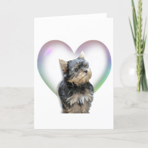 Yorkie hjärta kort