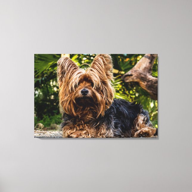 Yorkie hund canvas (Framsida)