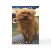 Yorkie Hund Karamellpinne Julkort