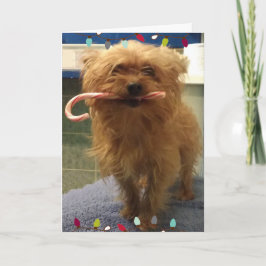 Yorkie Hund Karamellpinne Julkort Kort