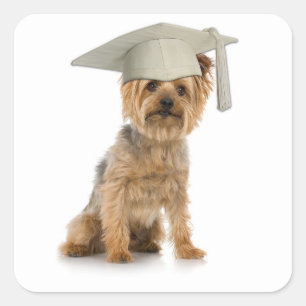 Yorkie Hund med Studenten Hat Fyrkantigt Klistermärke