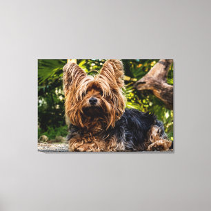 Yorkie hundkanfas canvastryck