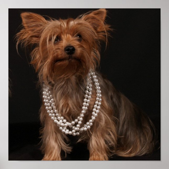Yorkie in Pearls Poster (Framsidan)