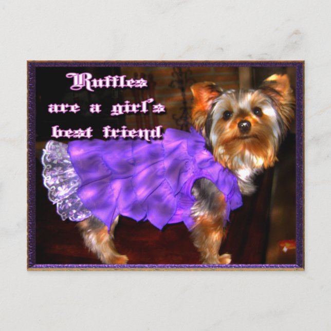 Yorkie in Ruffles Postcard Vykort (Framsida)