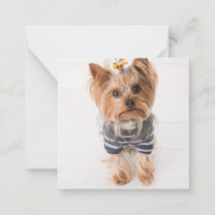 Yorkie-in-sötare Anteckningskort