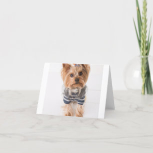 Yorkie-in-sötare Tack Kort
