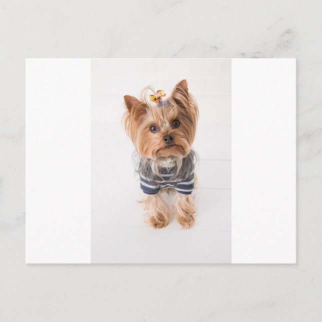 yorkie-in sweater vykort (Framsida)