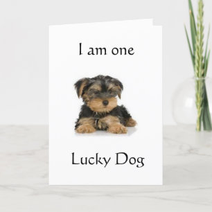 "YORKIE IS ONE LUCKY HUND" BIRTHDAY ÖNSKEMÅL KORT