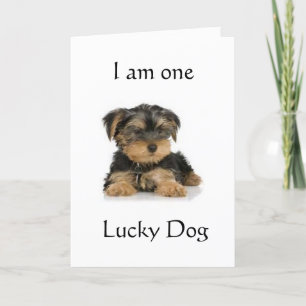 "YORKIE IS ONE LUCKY HUND" BIRTHDAY ÖNSKEMÅL KORT