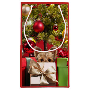 Yorkie-jul