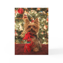 Yorkie jul 2