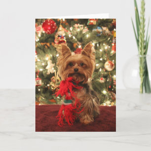 Yorkie jul 2 helgkort