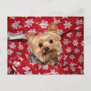 Yorkie-jul Vykort