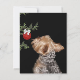 Yorkie-julklappning Julkort
