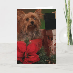 Yorkie-julkort Helgkort