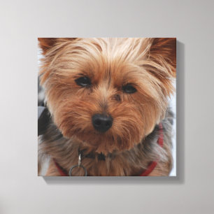Yorkie kanvastryck