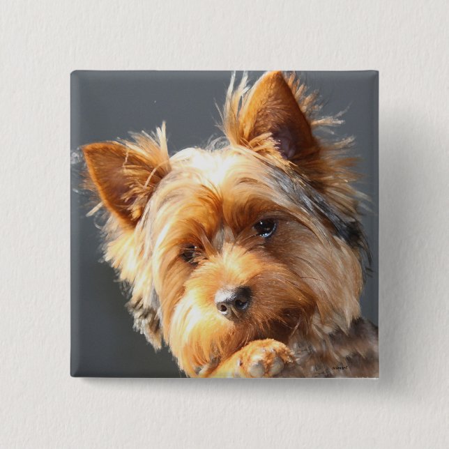yorkie knapp (Framsida)