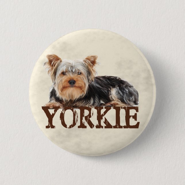 Yorkie Knapp (Framsida)