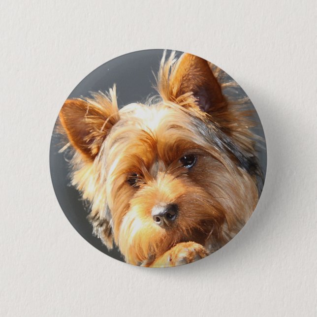 yorkie knapp (Framsida)